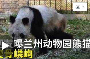 熊貓瘦成皮包骨,繁殖后代也用上了人工授精?
